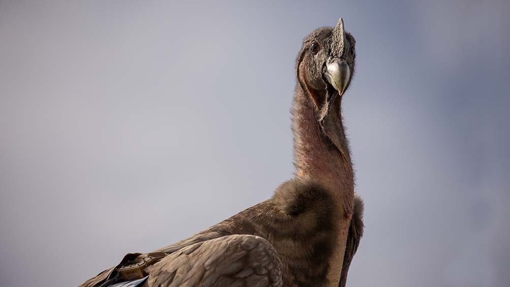 Liberaron con éxito a siete crías de cóndores, la suelta más grande realizada en Argentina | Clima, naturaleza y medio ambiente