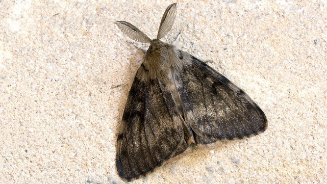 Lanzan alerta nacional por la "polilla gitana" | Actualidad