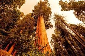 Bomberos luchan para proteger de las llamas a las inmensas secuoyas en California | Clima, naturaleza y medio ambiente