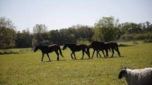 Organización ambientalista creó un Parque de Agroecología en Pilar | Clima, naturaleza y medio ambiente
