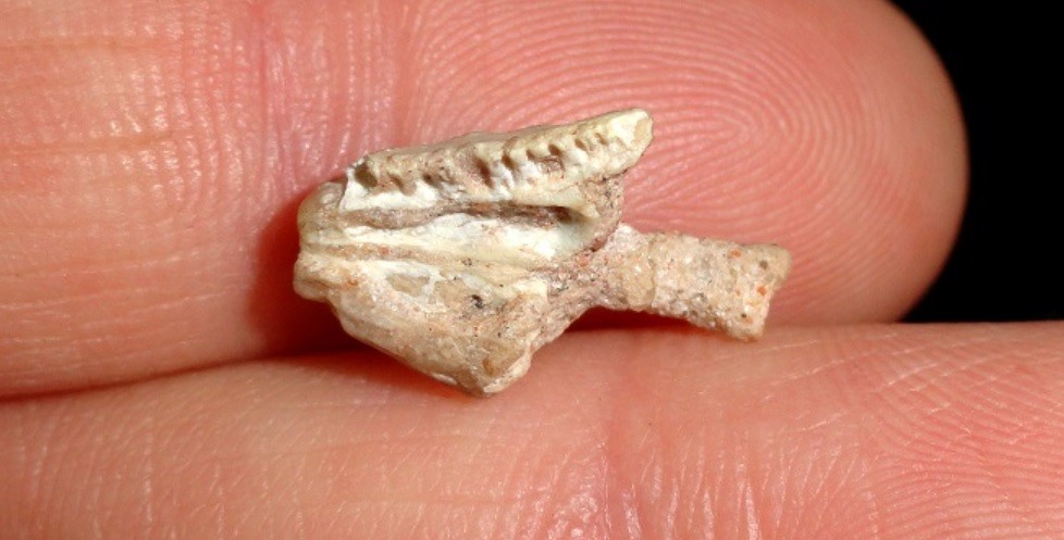 Con un pequeño resto fósil perdido durante 30 años prueban la existencia de un lagarto del Mesozoico | Actualidad