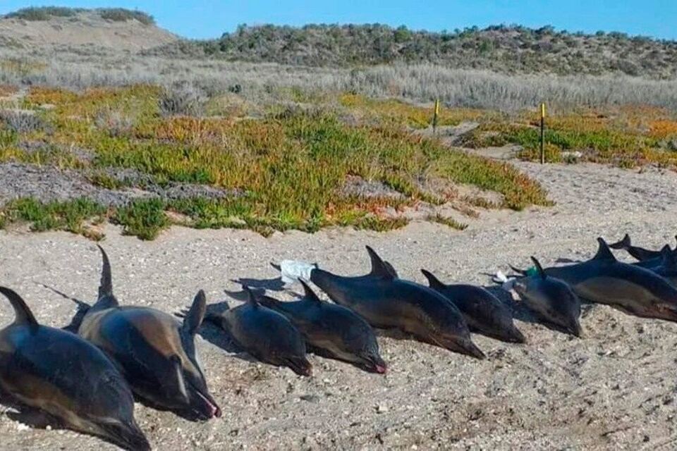 Hallaron 15 delfines muertos en una playa de Río Negro | Actualidad