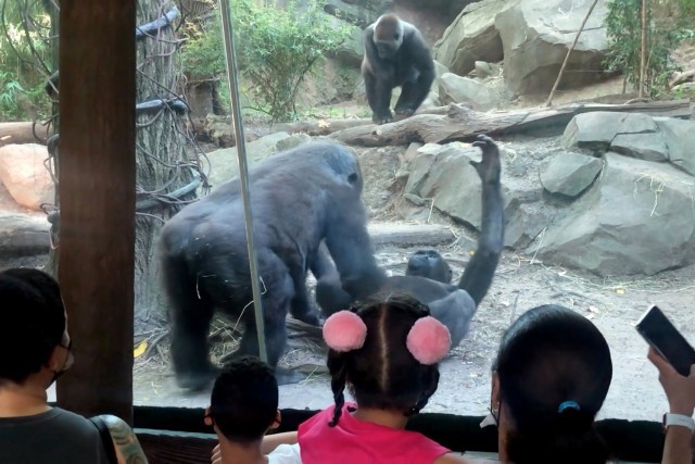Dos gorilas escandalizan al público de un zoo con una escena de sexo oral | Internacionales
