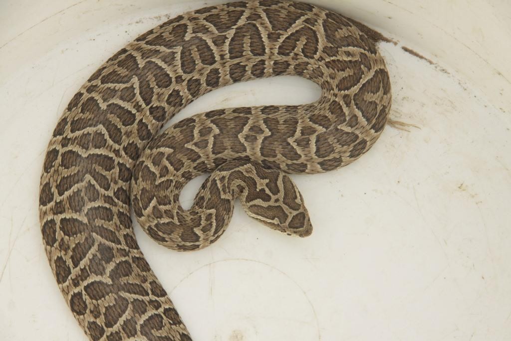 Apareció una víbora cascabel en Claromecó y mordió a tres perros | Actualidad