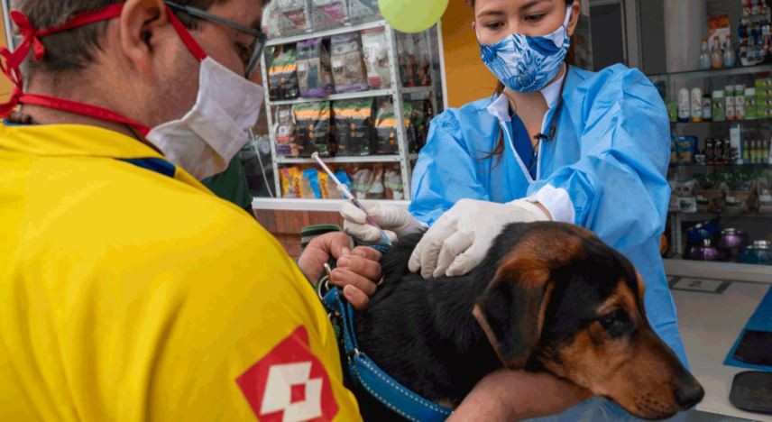 Día Mundial contra la Rabia: resaltan la importancia de vacunar a perros y gatos anualmente | Actualidad
