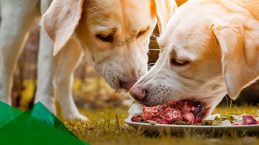 Qué es la hidatidosis, una enfermedad endemo-epidémica de Río Negro | Actualidad