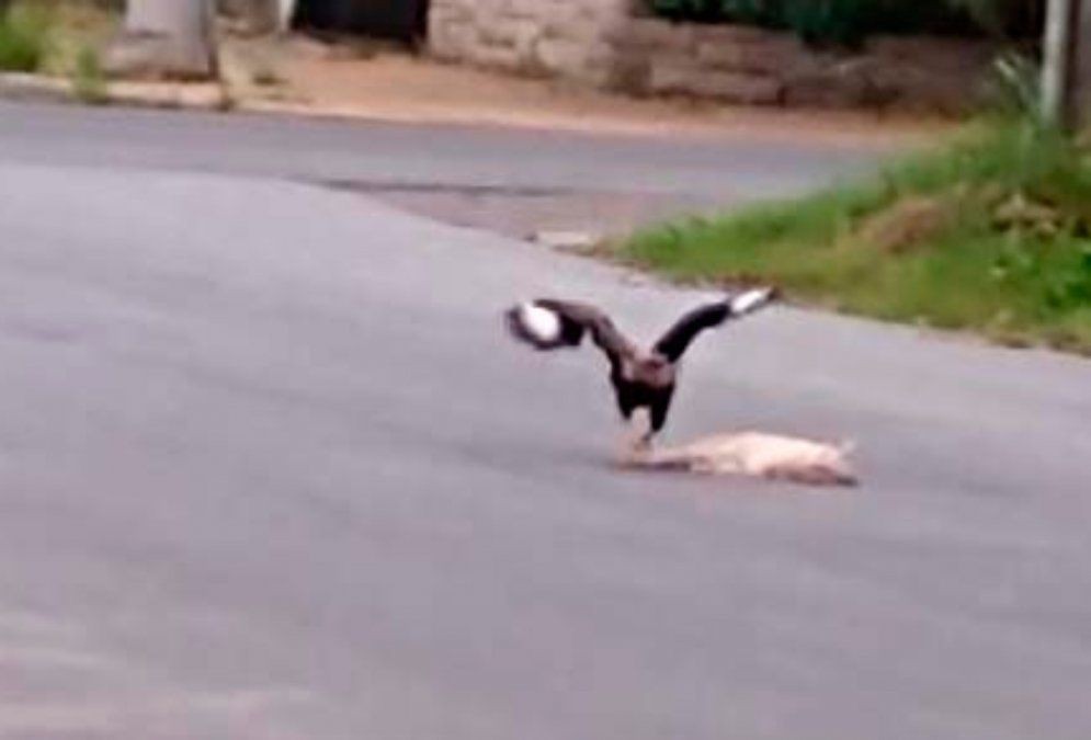 Video: el momento en que un carancho caza un gato por las calles de Lanús | Actualidad
