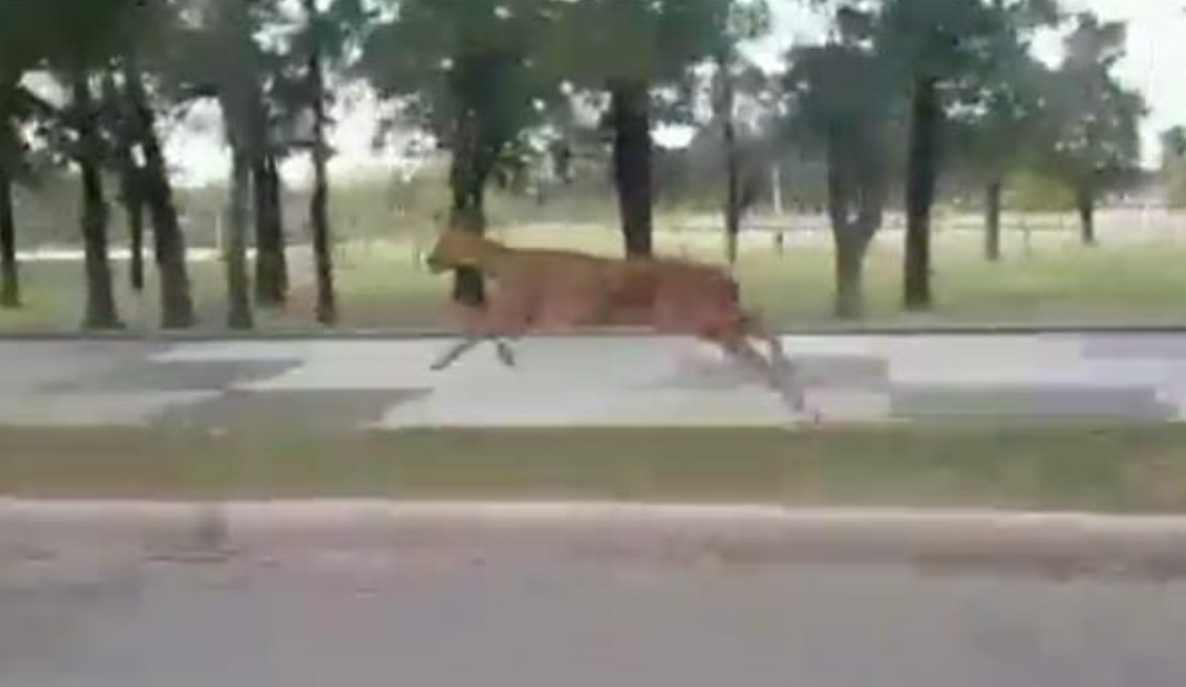 Video: Apareció un ciervo en un parque de Santa Fe | Actualidad