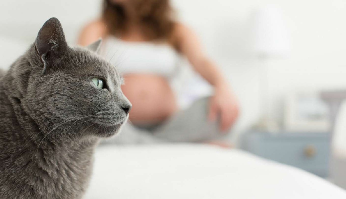 Un grupo de investigadores avanza en el desarrollo de una vacuna contra la toxoplasmosis | Actualidad