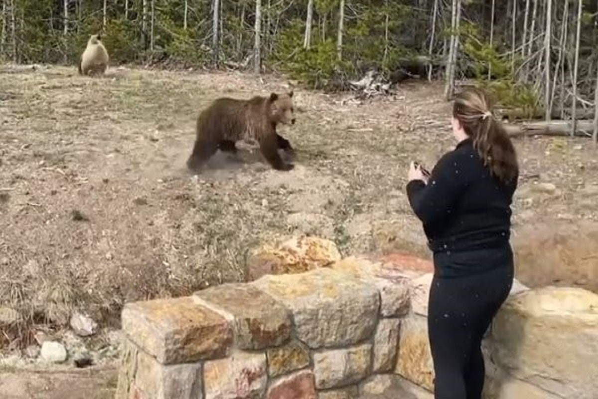 Multa y pena de prisión efectiva para una mujer por acercarse a una osa para sacar una foto | Internacionales