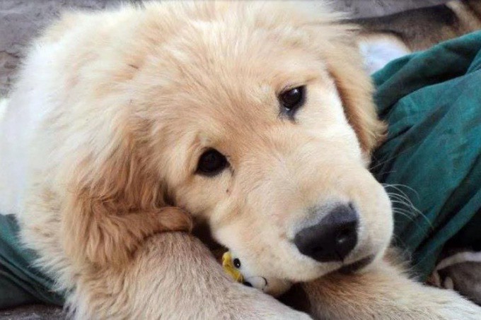 Le robaron al perro y ofrece su auto como recompensa | Actualidad