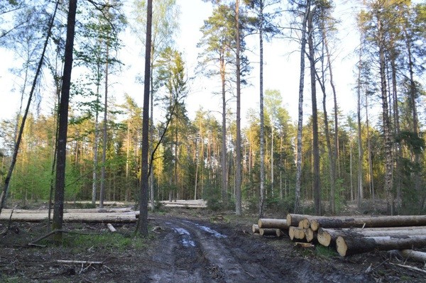 Denuncian la tala del último bosque virgen de Europa | Clima, naturaleza y medio ambiente