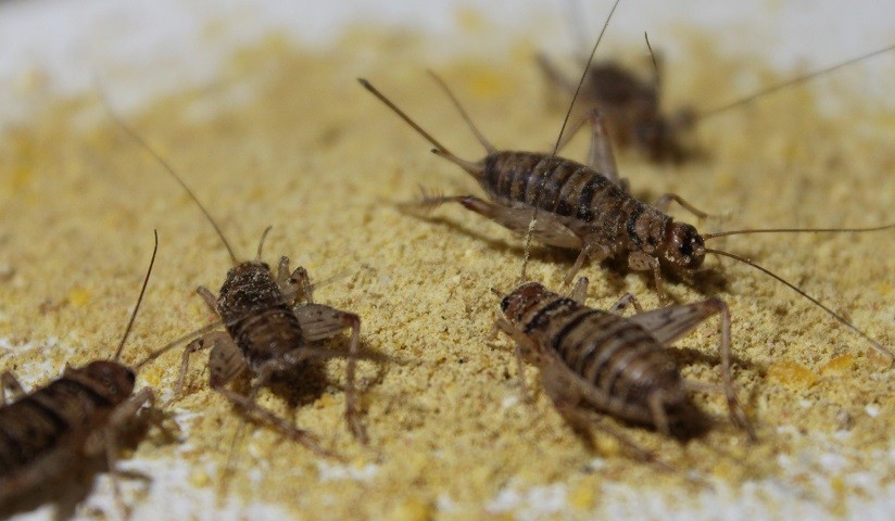 Casos de "síndrome de La Habana" en la Embajada de EE.UU. en Colombia: los grillos serían los causantes de "ataques" acústicos | Internacionales