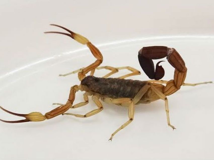 Bullying: le pusieron un alacrán en la panza a un nene, lo picó y tuvieron que internarlo | Actualidad