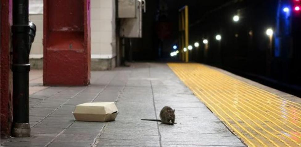 Rara enfermedad relacionada con ratas: alerta en Nueva York | Internacionales
