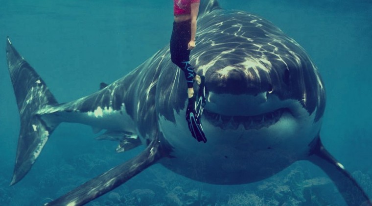 Los tiburones confunden a los surfistas con sus presas animales por su mala vista, según un estudio | Internacionales