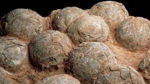 Hallaron en la Patagonia más de 100 huevos de dinosaurios con sus embriones | Actualidad