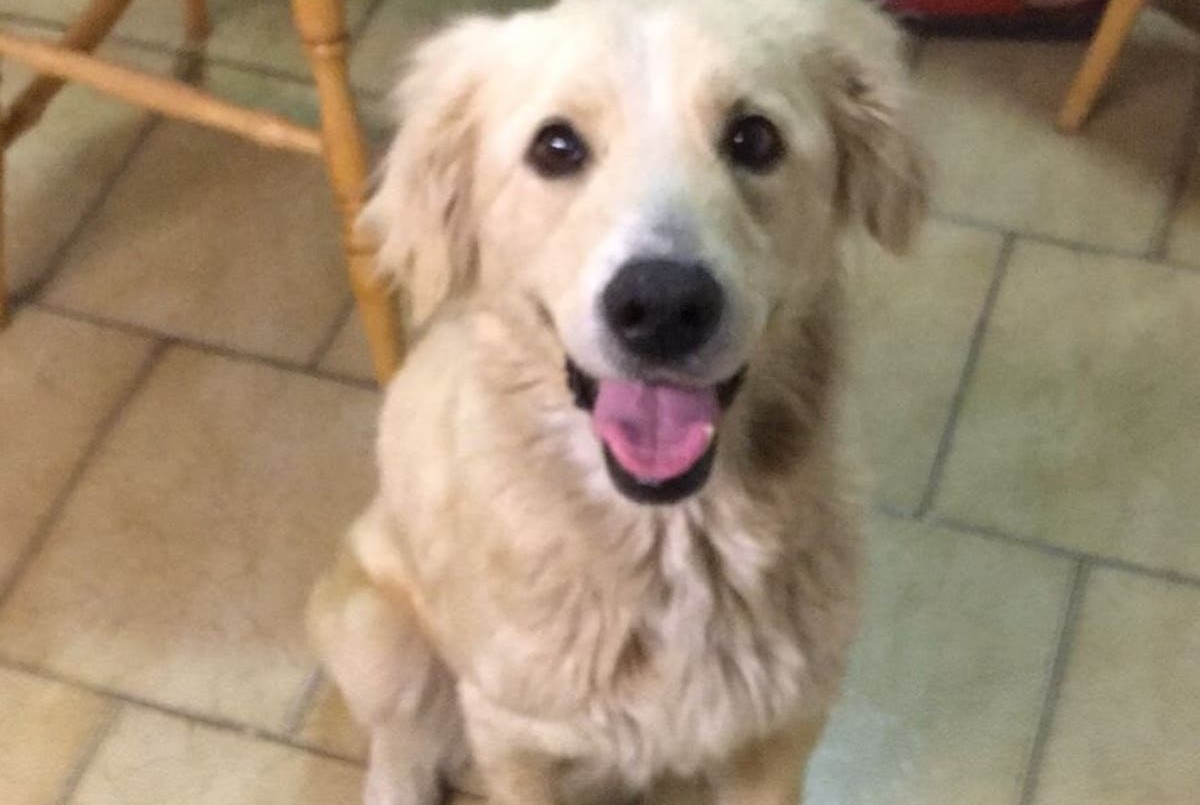 Horror en las redes: tres jóvenes le dieron fernet a la fuerza a una perra | Actualidad