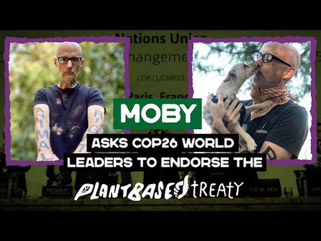 Ambientalistas argentinos impulsan en la COP26 un "acuerdo basado en plantas" | Clima, naturaleza y medio ambiente