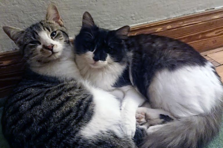 Terror en Córdoba por un puma que acecha viviendas y ya mató a cuatro gatos | Actualidad