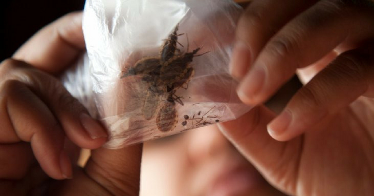 La enfermedad de Chagas ya es urbana | Actualidad