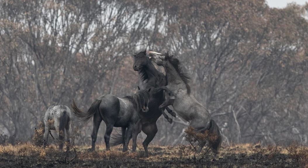 Australia planea sacrificar más de 10.000 caballos salvajes | Clima, naturaleza y medio ambiente