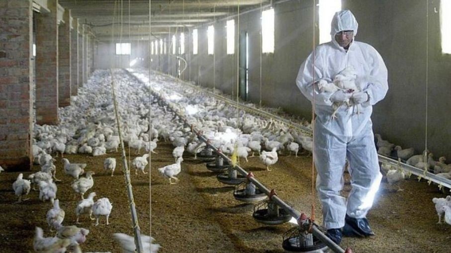 Francia decreta el confinamiento de aves de corral ante riesgo "elevado" de gripe aviar | Internacionales