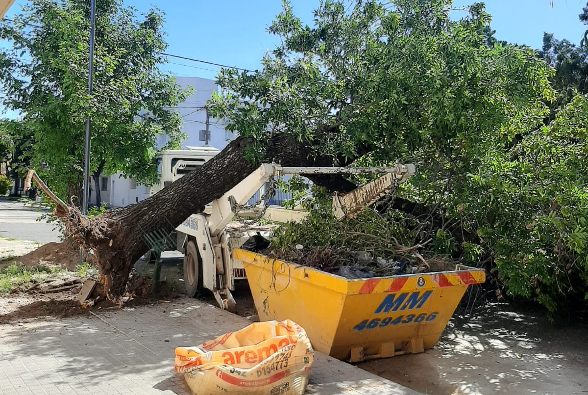 Video: Quiso levantar un volquete y arrancó un árbol de raíz | Actualidad