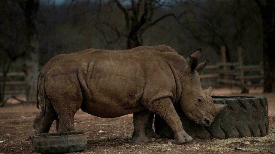 Subastaron el primer cuerno de rinoceronte NFT | Internacionales