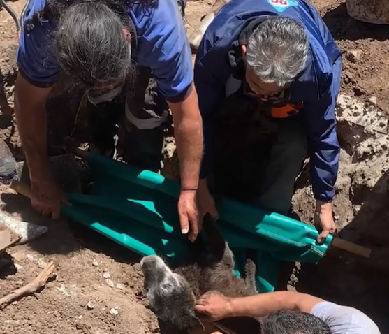 Rescatan un perro de una alcantarilla tras 20 horas de trabajo | Actualidad