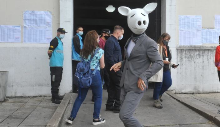 Curiosidad electoral: Un “chancho blanco” votó en la Facultad de Derecho y el curioso error de Vidal | Política