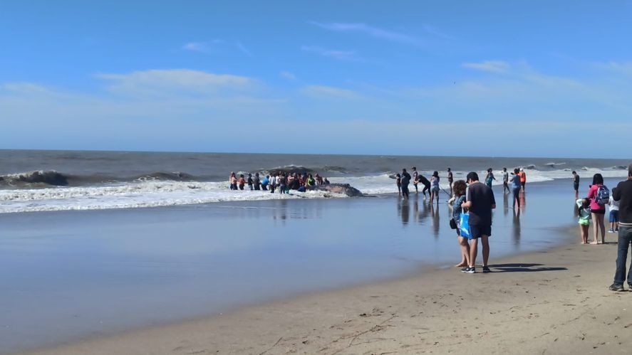 Rescatan y devuelven al mar una ballena de 4 toneladas varada en Villa Gesell | Actualidad