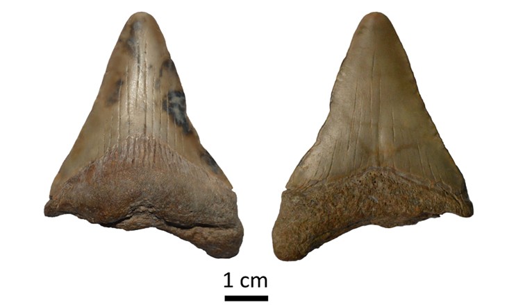 Hallan el diente de un tiburón prehistórico gigante en la costa bonaerense | Actualidad