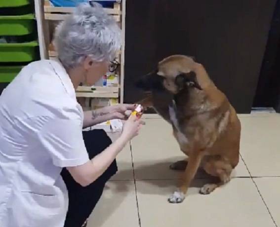 Comprueban en perros y gatos el aumento de la resistencia de bacterias a los antibióticos | Actualidad