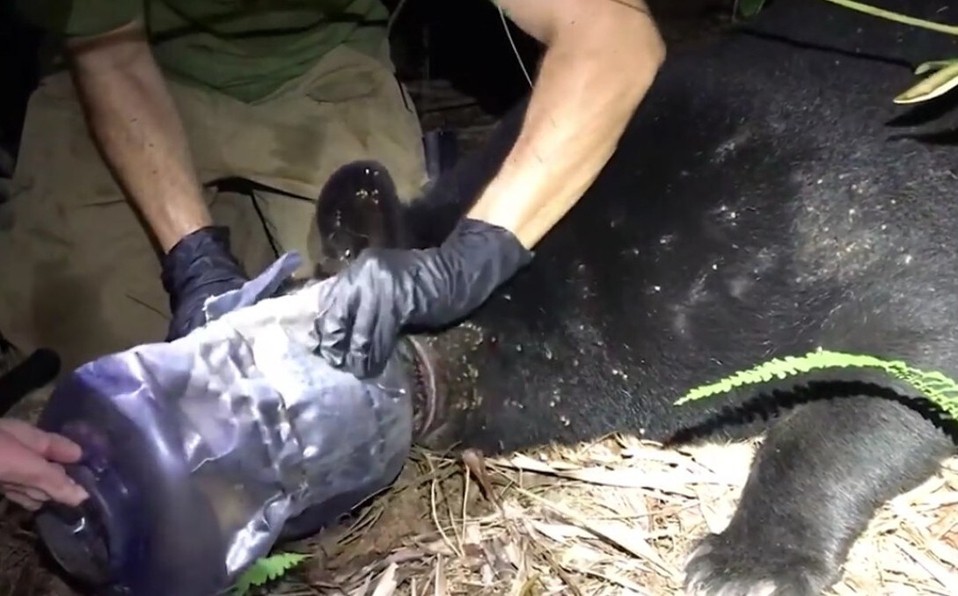 Video: así salvaron a una osa que estuvo un mes con un recipiente de plástico en la cabeza | Internacionales