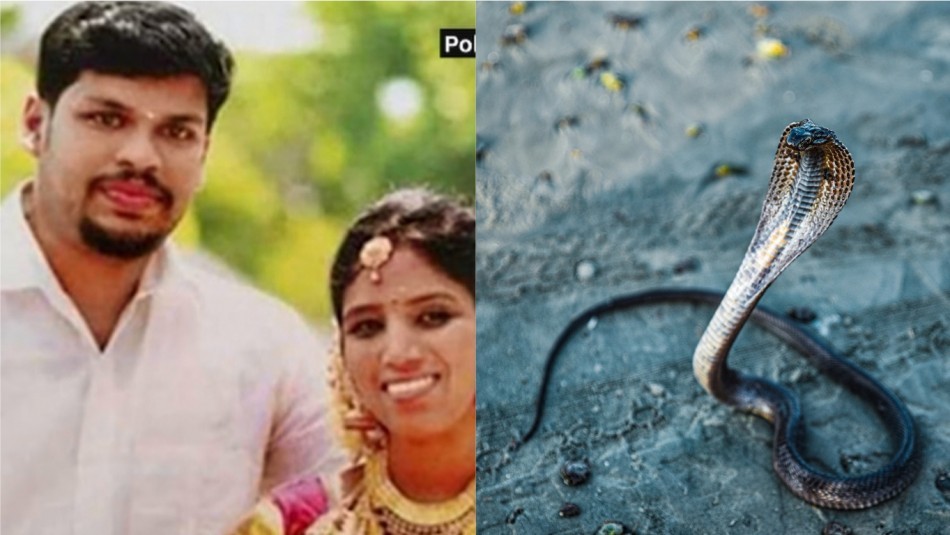 Condenan a un hombre por matar a su esposa con una cobra venenosa | Internacionales