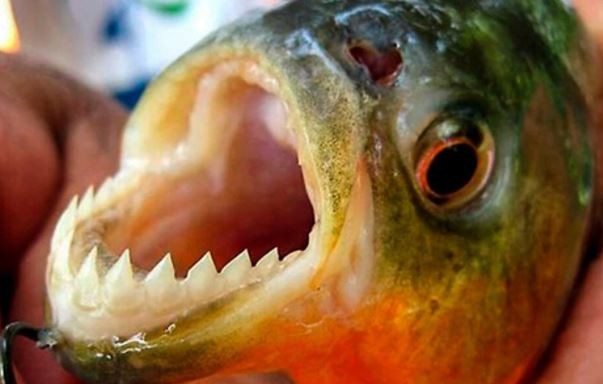 Ataque de palometas en Santa Fe: una adolescente perdió un dedo y hubo más de 30 heridos | Actualidad