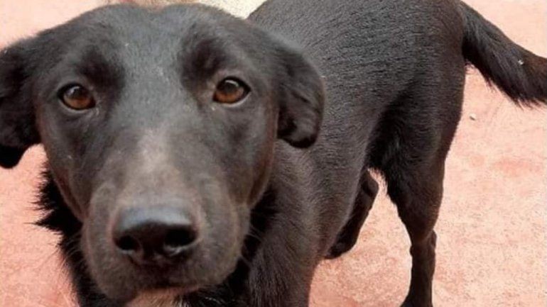 Condenaron a un año de prisión a un hombre que violó y mató a una perra | Actualidad