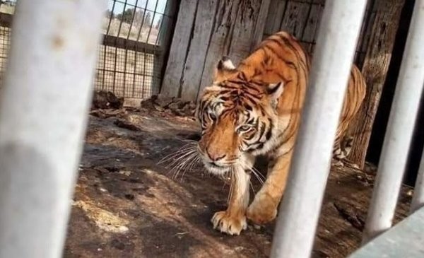 Buscan reubicar a 4 tigres de bengala que viven en San Luis en condiciones de hacinamiento | Actualidad