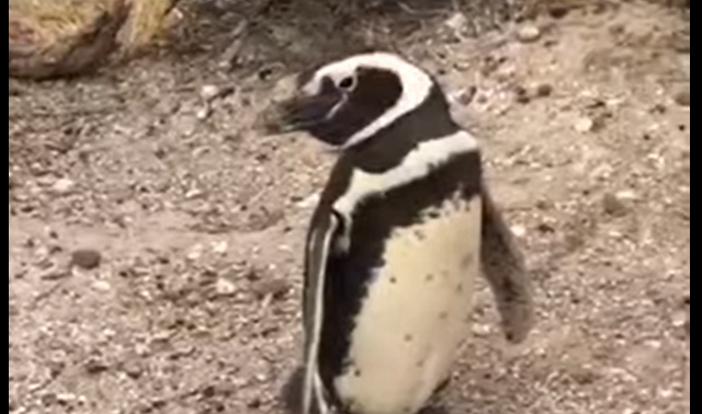 Presentarán una denuncia penal por la matanza de pingüinos | Actualidad