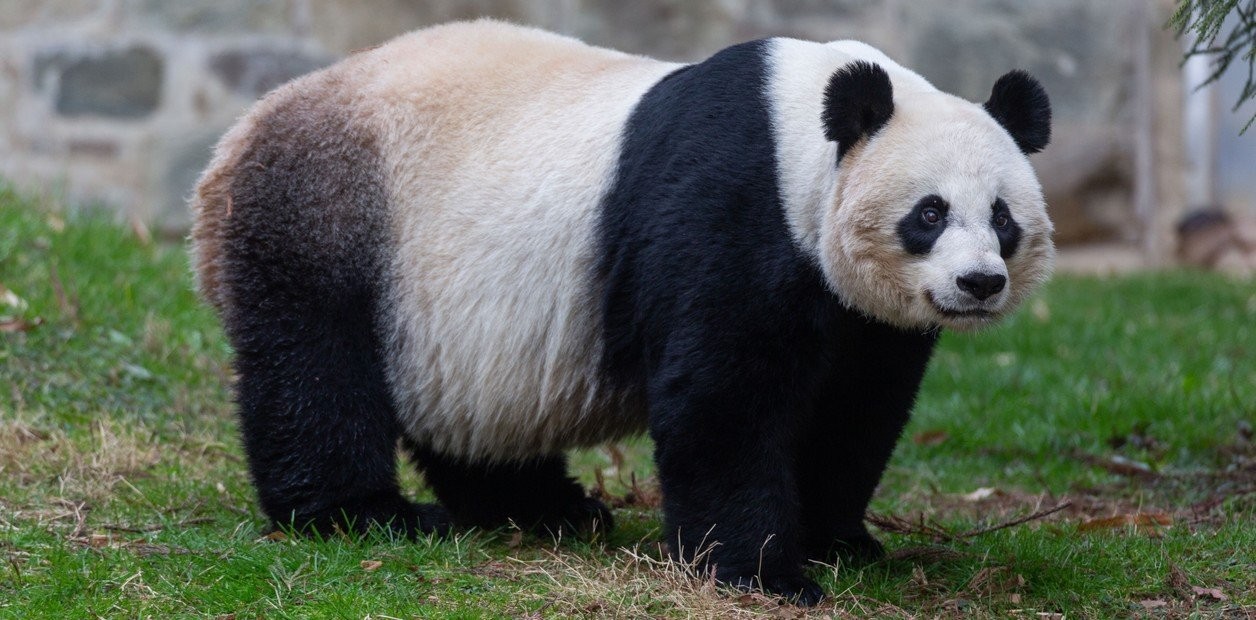 Hallaron fósil de un panda gigante que data de hace más de 100 mil años | Internacionales