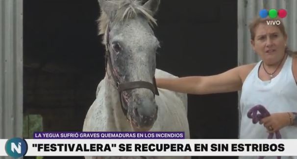 VIDEO: la yegua que se recupera de graves quemaduras sufridas en los incendios forestales de Córdoba | Actualidad