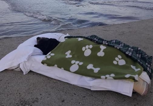 El hombre que llevó a su perro enfermo terminal a dar un último paseo por su playa favorita | Internacionales