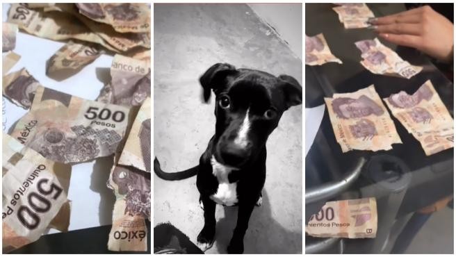 Video viral: dos perros destrozaron los ahorros de su dueña | Internacionales