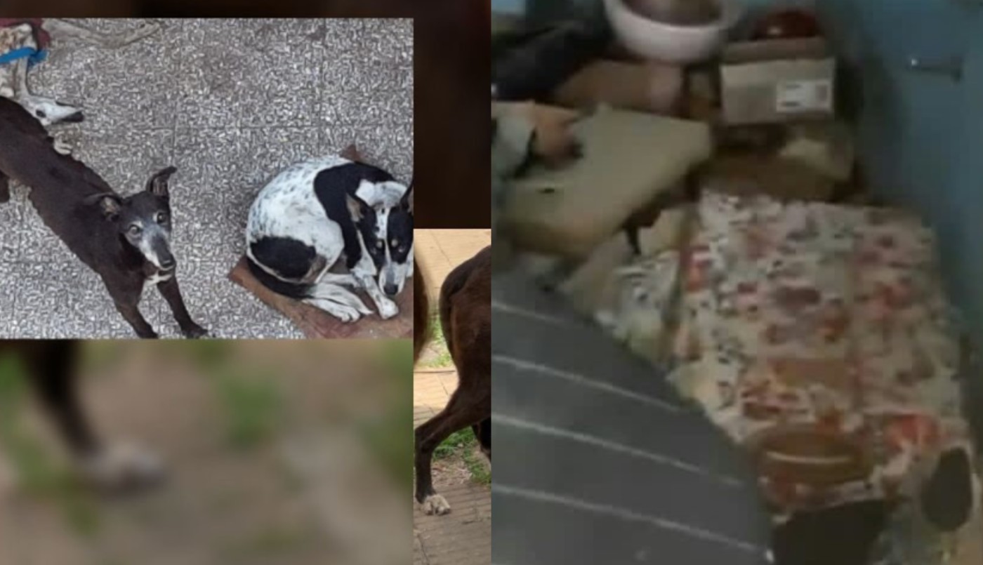 Decía ser proteccionista de animales: tenía cachorros muertos y en estado de putrefacción | Actualidad
