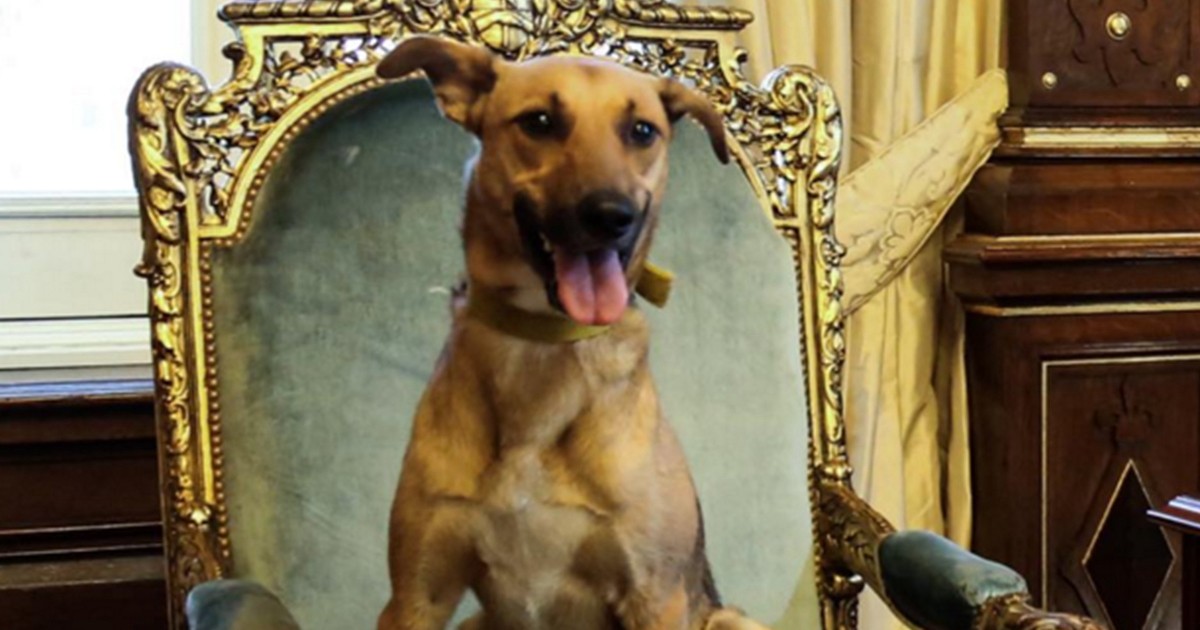 Macri publicó una foto de su perro Balcarce sentado en el sillón presidencial | Política