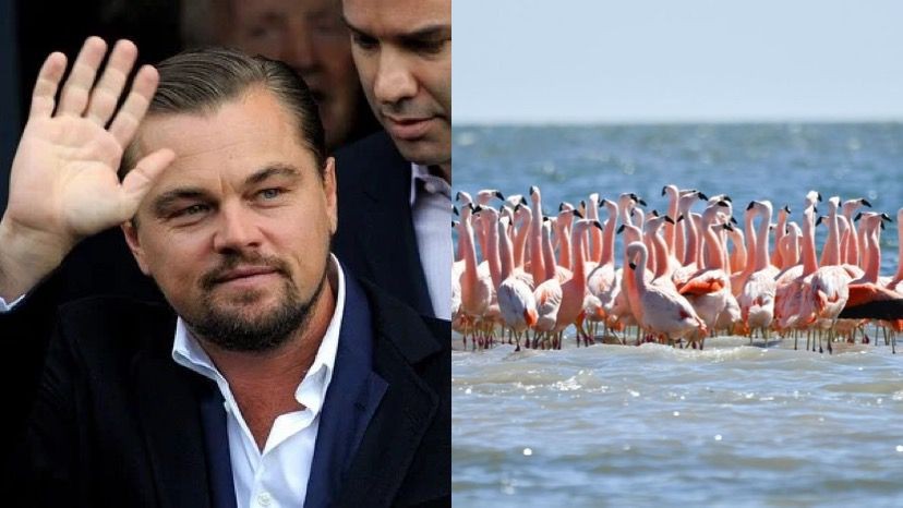 Posteo: Leonardo DiCaprio apoyó la creación de un nuevo parque nacional en Argentina | Espectáculos