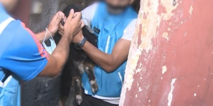 Rescataron a un chivo cuando iba a ser sacrificado en un rito umbanda | Actualidad