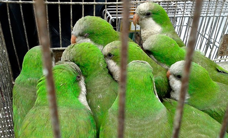 Entregan a un refugio más de 800 loros que vivían hacinados en una habitación en EEUU | Internacionales