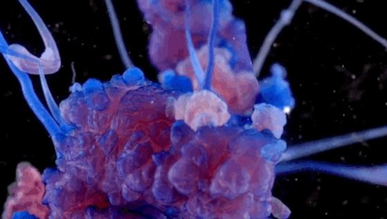 La belleza de las reacciones químicas en 4K | Tecno